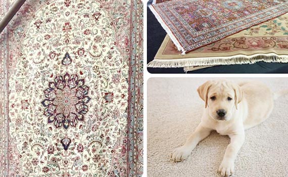 rug discoloration and pet on rug